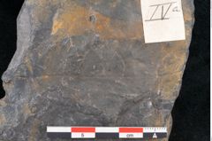 Foto (Detailansicht) von Cupanites novae zeelandiae Ettingshausen (NHMW-GEO-2024-0188-10256)